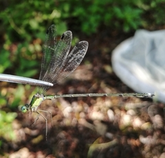 Lestes temporalis