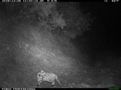 Prionailurus bengalensis