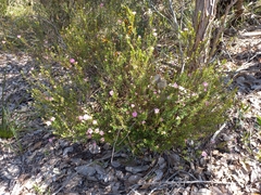 Pimelea preissii