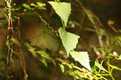 Zehneria cunninghamii