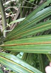 Nameriophyes sapidae