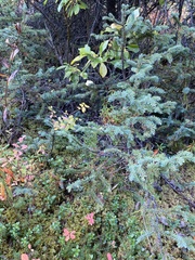 Cortinarius gentilis