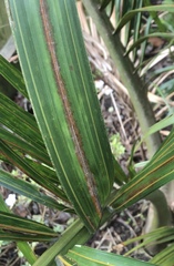 Nameriophyes sapidae