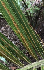 Nameriophyes sapidae