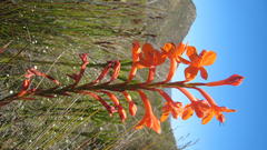 Watsonia fourcadei