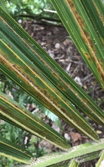 Nameriophyes sapidae