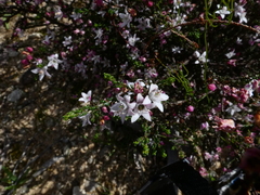 Philotheca angustifolia