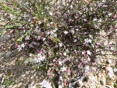 Philotheca angustifolia