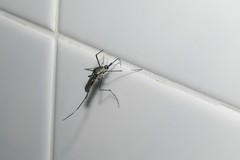 Toxorhynchites splendens