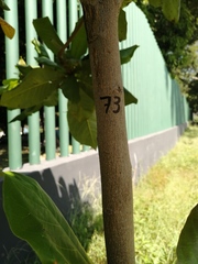 Terminalia kaernbachii