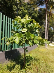 Terminalia kaernbachii