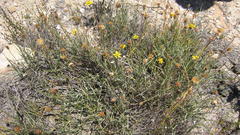 Heterolepis peduncularis