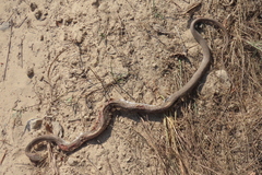 Coluber constrictor etheridgei