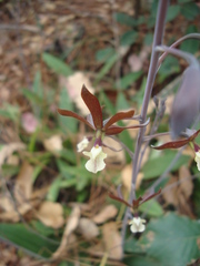 Prosthechea michuacana