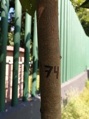 Terminalia kaernbachii