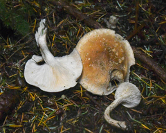 Spodocybe trulliformis