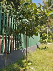 Terminalia kaernbachii