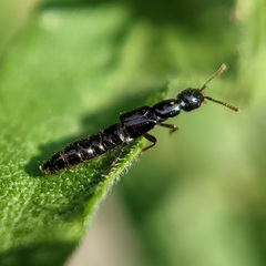 Oxybleptes kiteleyi