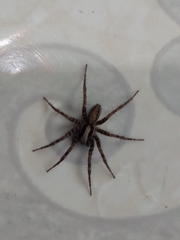 Camptocosa parallela