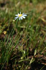 Felicia amoena stricta