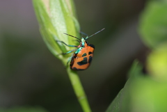 Tectocoris diophthalmus