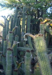 Trichocereus spachianus