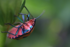 Tectocoris diophthalmus