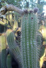 Trichocereus spachianus