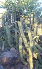 Trichocereus spachianus