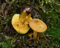 Chrysomphalina chrysophylla