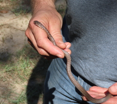 Coluber constrictor etheridgei