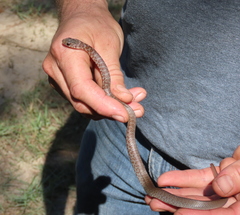 Coluber constrictor etheridgei