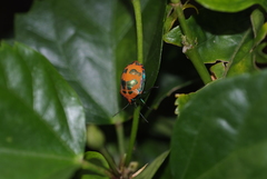 Tectocoris diophthalmus