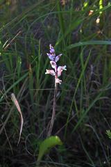 Lachenalia judithiae