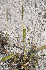 Cephalaria coriacea