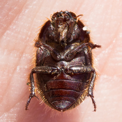 Coelus ciliatus