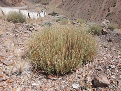 Artemisia obtusiloba