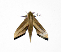 Xylophanes neoptolemus