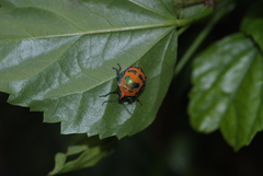 Tectocoris diophthalmus