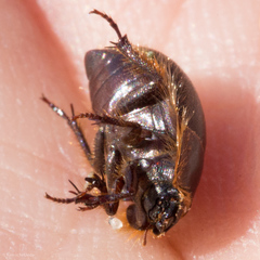 Coelus ciliatus