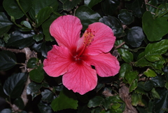 Hibiscus