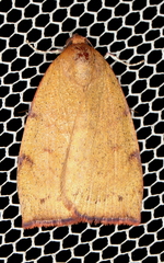 Detounda leptoplasta