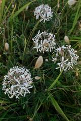 Pelargonium auritum carneum