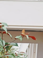 Phalanta phalantha phalantha