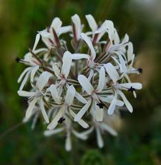 Pelargonium auritum carneum