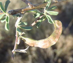Indigofera sessilifolia