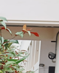 Phalanta phalantha phalantha