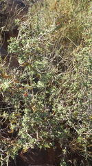 Indigofera sessilifolia