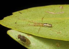 Tetragnatha rubriventris
