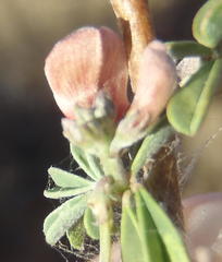 Indigofera sessilifolia